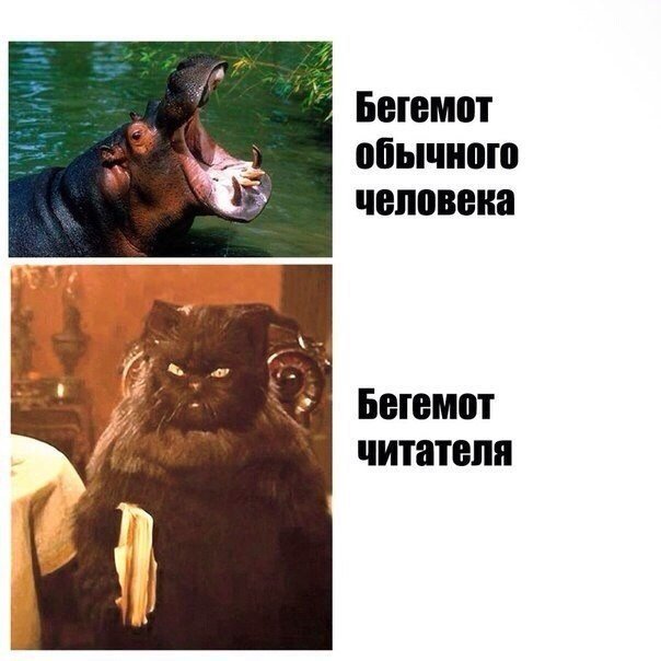 Внезапный кошковторник, блин...