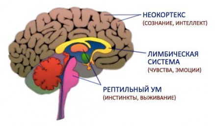 Центральная нервная система человека.