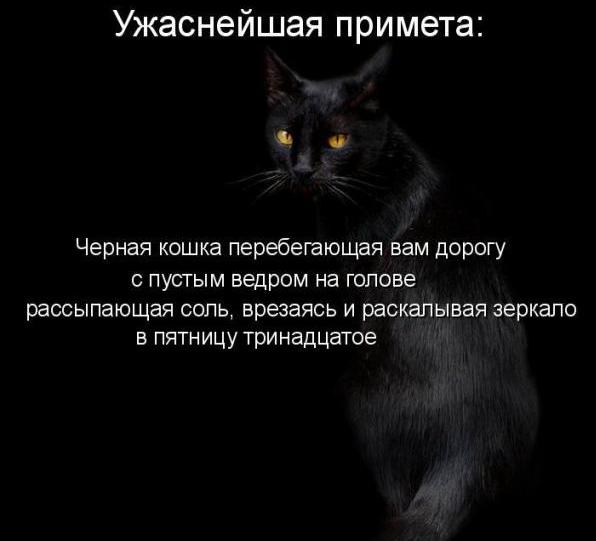 Черная кошка почему плохая примета Черная кошка почему плохая примета