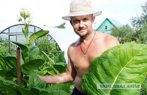 Сорт табака кентукки Сорт табака кентукки