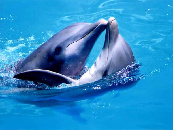Дельфины - удивительные животные
