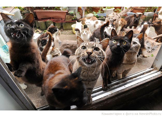 Остров кошек в Японии после цунами