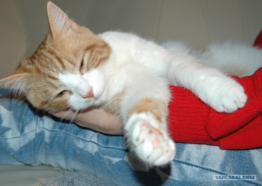 Сон подарить кота Сон подарить кота