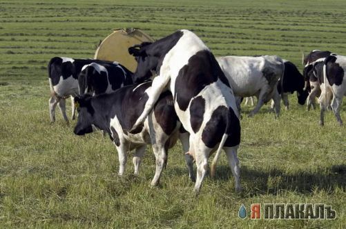 БЫКИ, БУРЁНКИ, Коровы кароча