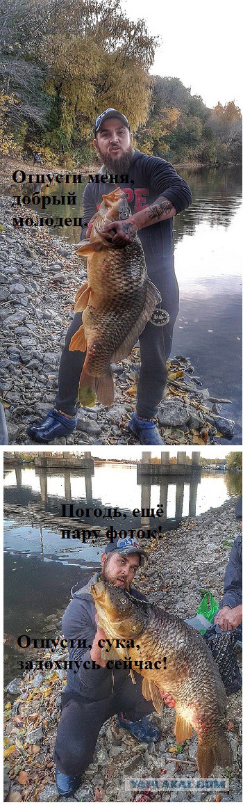 В Сызрани случайно поймали гигантского сазана. Полюбовавшись добычей, рыбак отпустил сазана обратно.