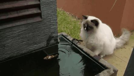Котя спас рыбку