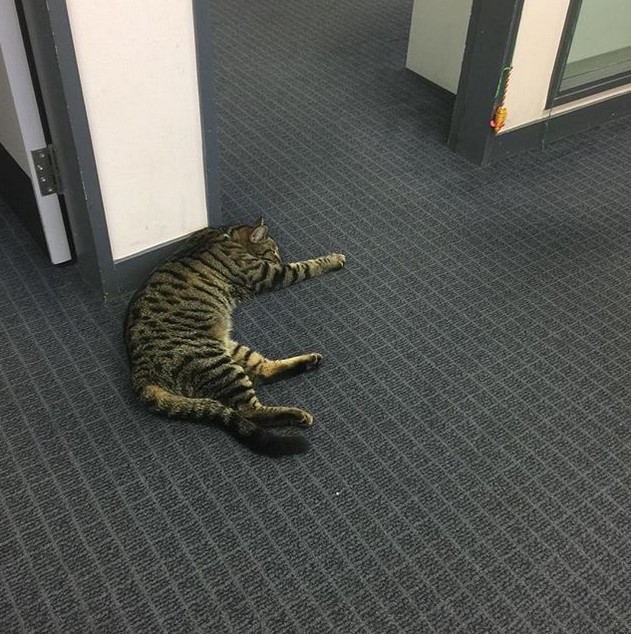 В отделении полиции Новой Зеландии живёт кот, который помогает жертвам преступлений успокоиться и прийти в себя