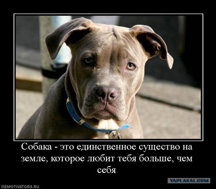 Цитаты за что любить собак Цитаты за что любить собак
