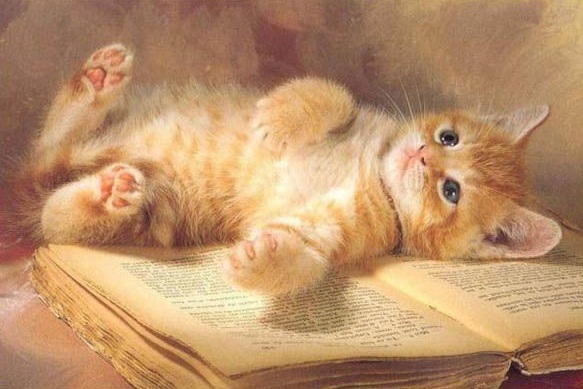 Когда кота тянет к знаниям.
