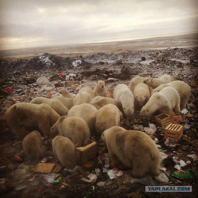 Фотографии с нашествием медведей в Архангельской области привели европейцев в состояние некоторой шокированности