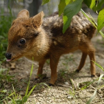 32 самых маленьких животных планеты