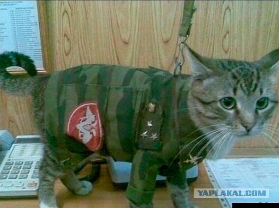 http://s00.yaplakal.com/pics/pics_original/0/3/2/4161230.jpg