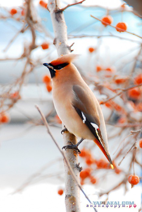 Sviristeli Lat Bombycilla Rod Ptic Monotipicheskogo Semejstva Sviristelevyh Vklyuchayushij Tri Vida Rasprostraneny V Evra Bemalte Kreuze Vogel Leinwandgemalde