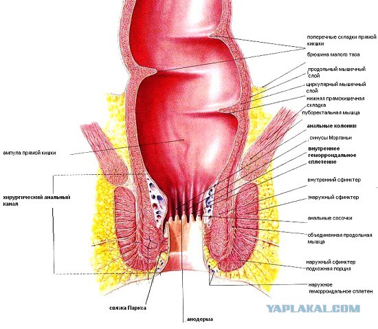 Я ректум анальный, я ректум банальный