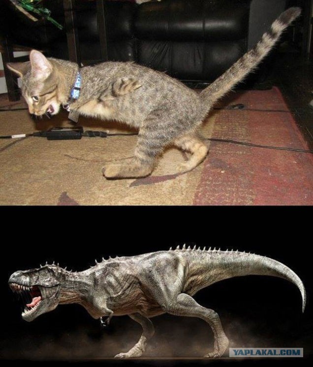 Трепещите! Это Меркьюри! T-Rex котенька! БУУУ!