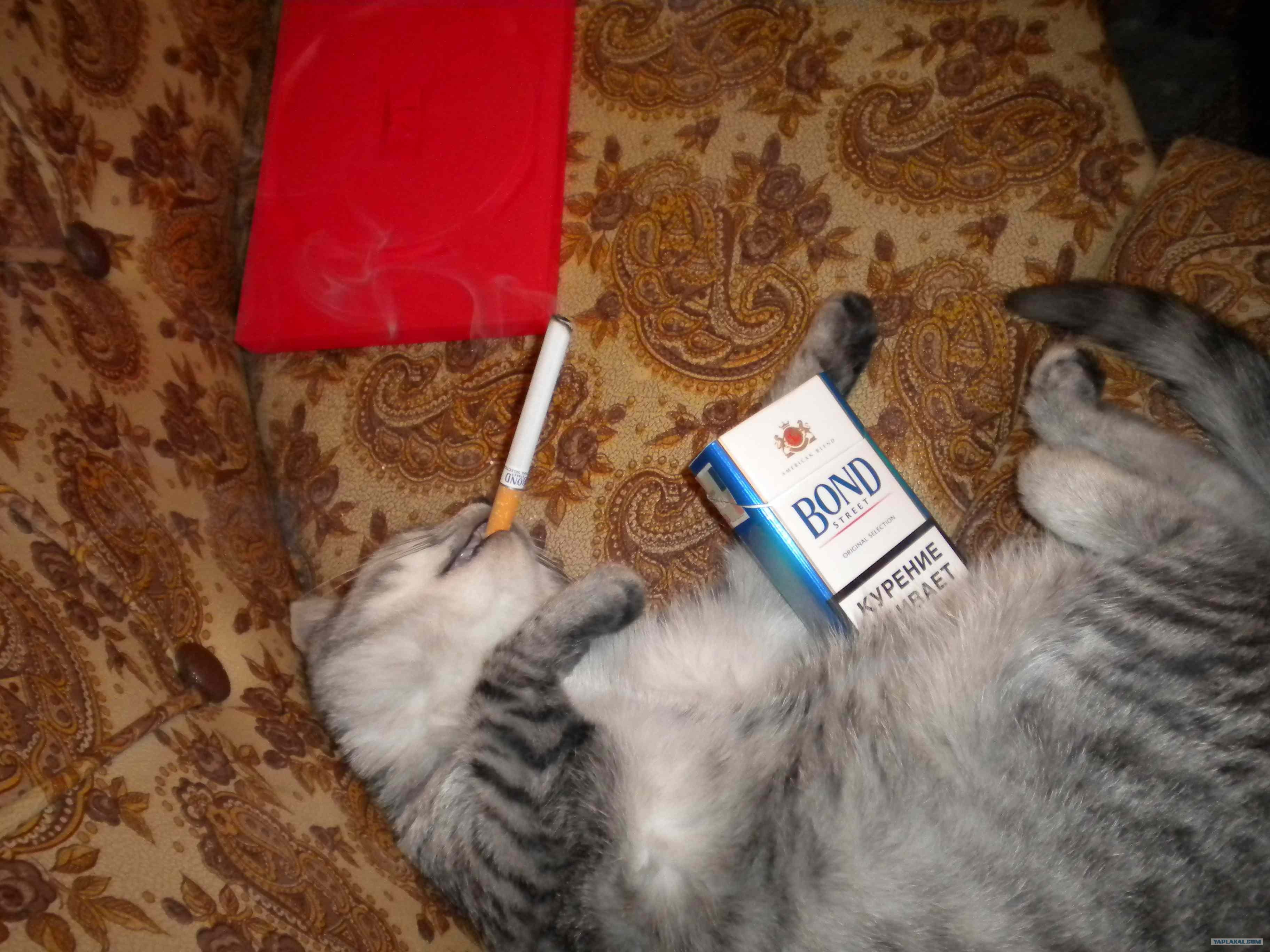 Курящая кошка