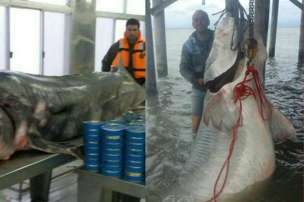 Из пойманной в Атырау гигантской белуги получили более 30 кг икры