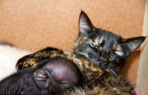 Кошка стала мамой для... поросенка!