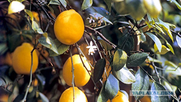 В Forbes посчитали лимоны предметом роскоши для россиян
