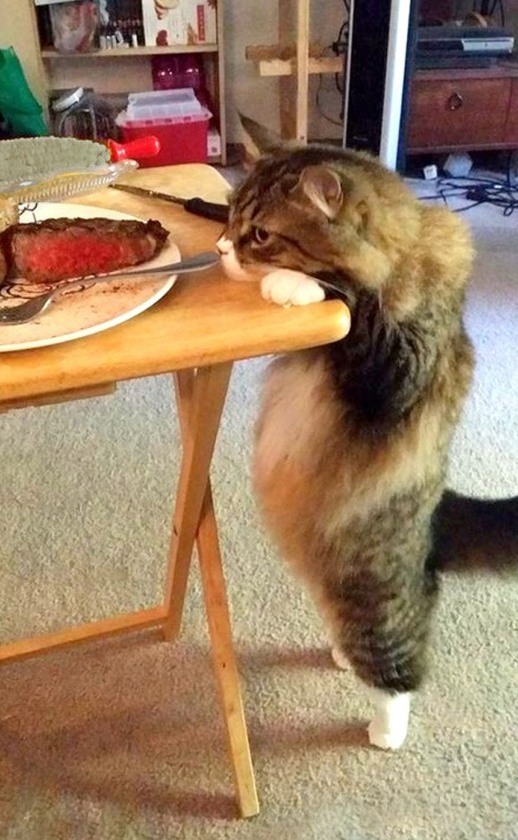 Кот первый раз в жизни пробует мясо