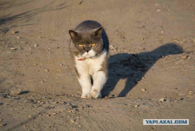 Как я кота воскресил