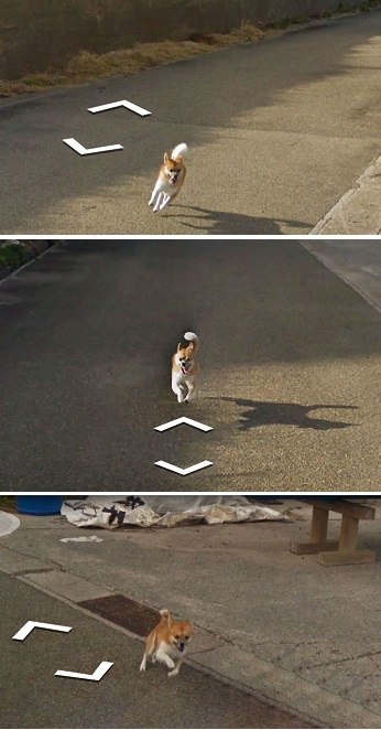 В Италии кот прославилcя, "испортив" фотографии в Google-картах