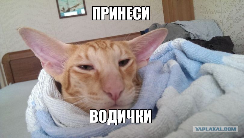 http://s00.yaplakal.com/pics/pics_original/0/6/3/2569360.jpg