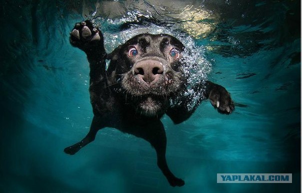 Подводные собакены