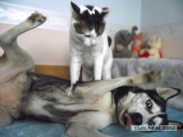 Жестокая бойня кошки и собаки