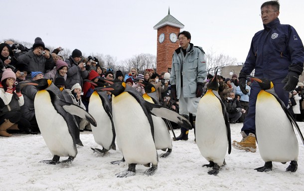 Торжественный парад пингвинов