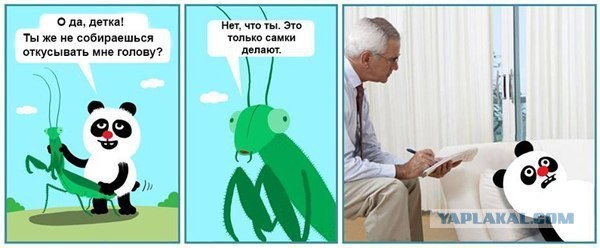 Богомол трапезничает