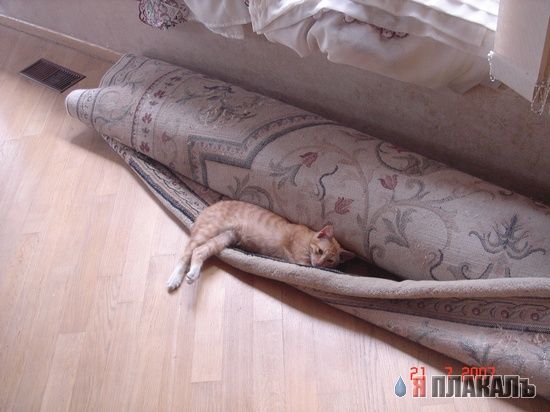 Котовторник в разгаре! Лучшие коты!