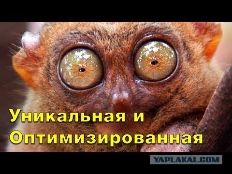 Как это устроено?