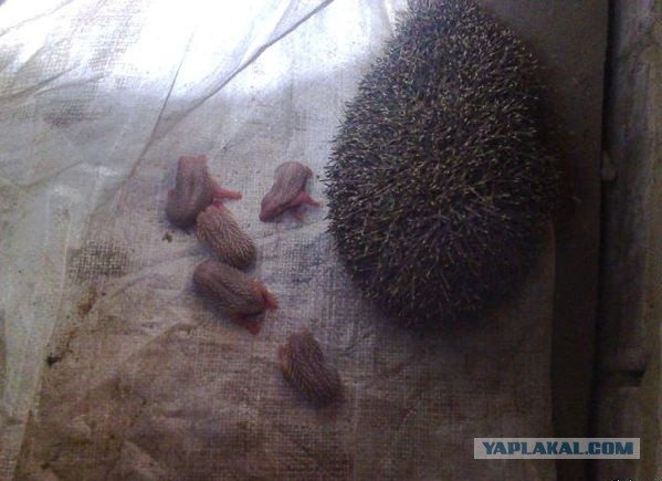 Люби его какой он есть статус Люби его какой он есть статус
