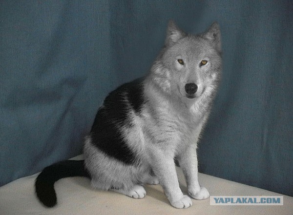 Котик похожий на волка