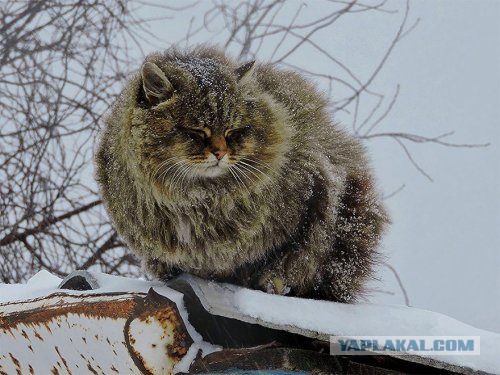 Британские СМИ в восторге от сибирских котиков