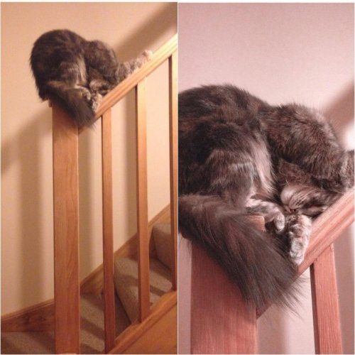 Кошки, которые заснули в самых невообразимых позах