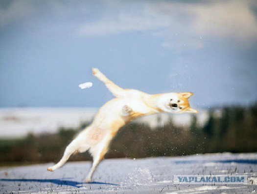 Собакен легко и элегантно уклоняется от снежка