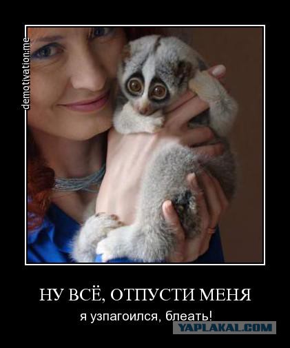 Отзывы о лемурах в домашних условиях Отзывы о лемурах в домашних условиях