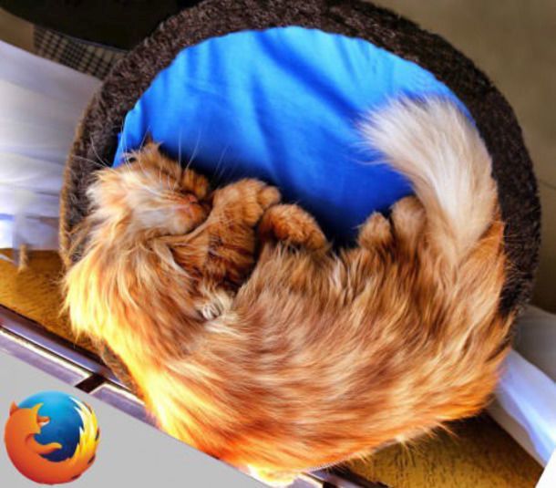 Годный косплей: Кот- Firefox
