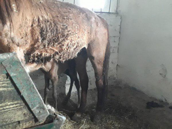 В Саратове полицейские лошади умирают от истощения