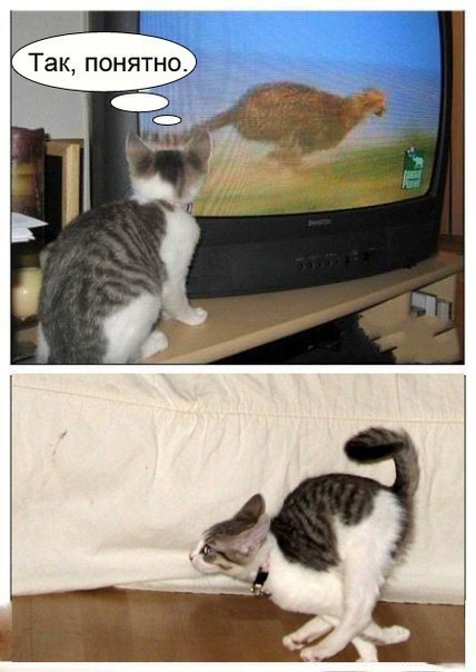http://s00.yaplakal.com/pics/pics_original/1/1/3/3122311.jpg