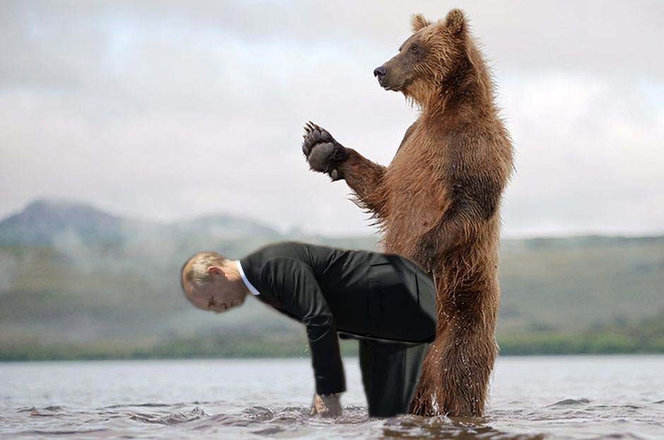 Медведь в очках фото