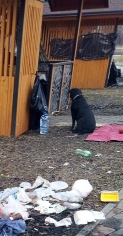 Свиньи в парке в Новой Москве