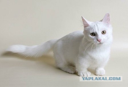 Манчкин - коротколапые коты