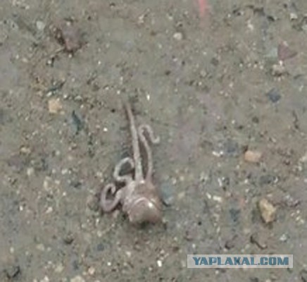 После сильного дождя в Великом Новгороде на улицах обнаружили странных существ