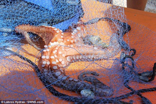 Американская семейка сожрала редчайшего осьминога