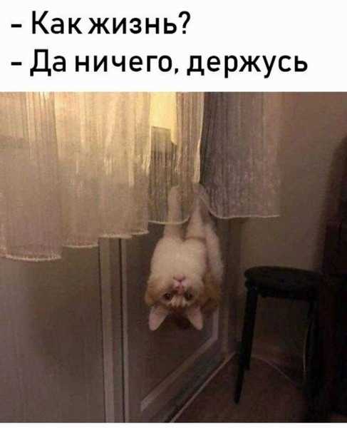 Очнувшийся Алибасов спросил про кота и снова потерял сознание