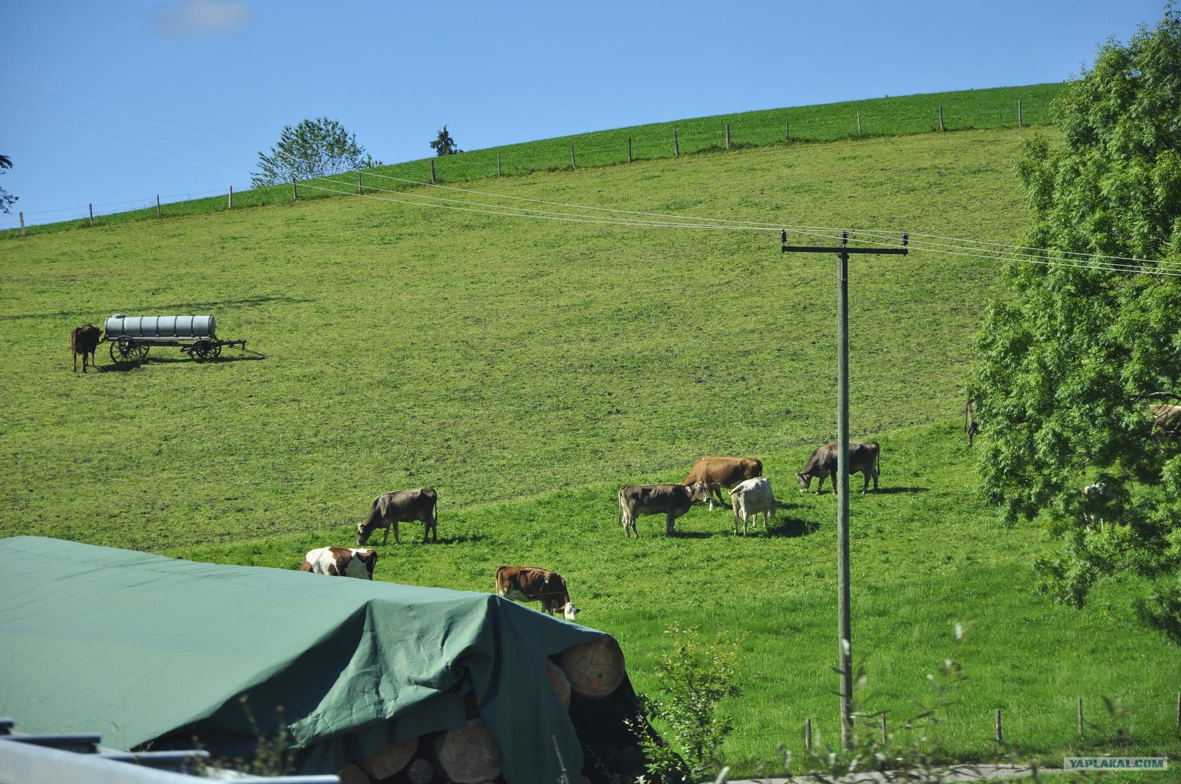 В гостях у немецкого фермера гибель стереотипа ЯПлакалъ