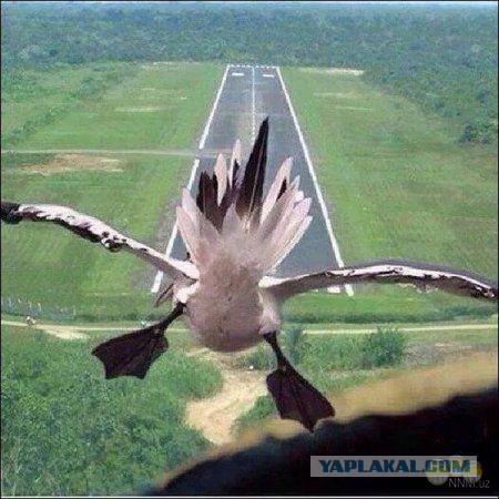 http://s00.yaplakal.com/pics/pics_original/1/3/3/4763331.jpg